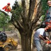 How-To-Hire-A-Tree-Care-Professional-SQ