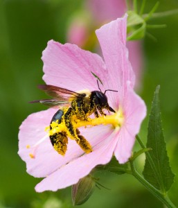 Carpenter bee on seashore mallow