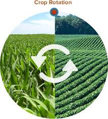 Cover photo for Advantages of Crop Rotation