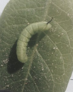 Cover photo for Video Guide to Tobacco Insect Scouting