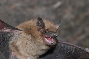 Big brown bat