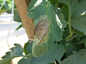 Late blight on tomato foliage