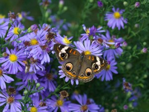 Cover photo for Register Now for Fall Pollinator Garden Workshops & Garden Tours