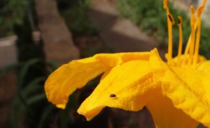 Adult daylily leafminer. Photo: SDF