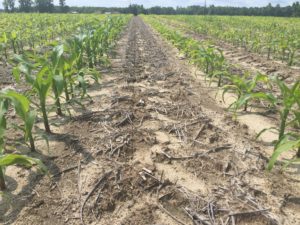 Strip till corn field