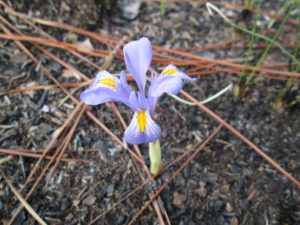 Iris verna in Croatan National Forest