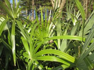 Cover photo for Winter Damage to Palms, 2018