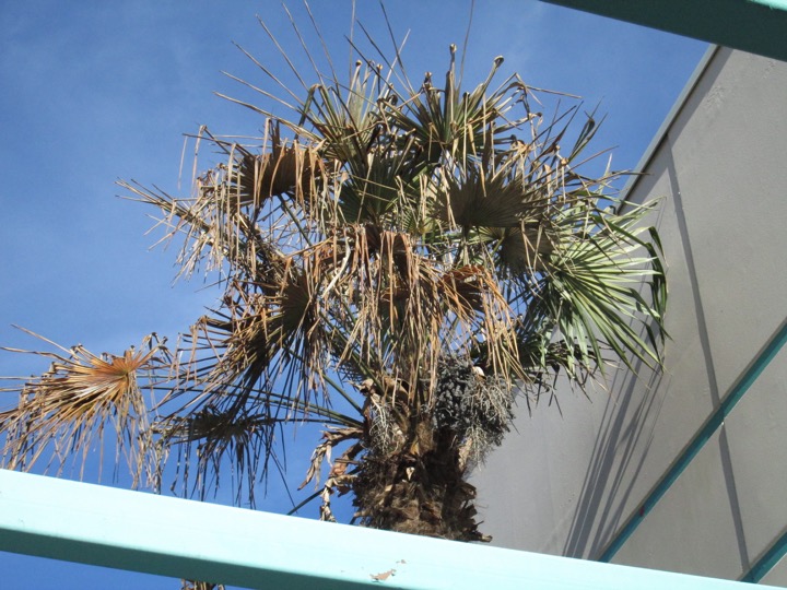 taller palm tree showing more damage