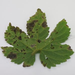 Cover photo for Hop Downy Mildew Reported in North Carolina