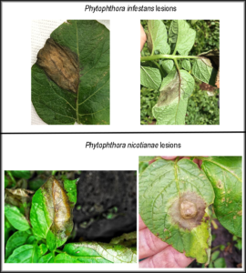 Cover photo for Phytophthora nicotianae causing severe disease on Potato and Tomato in N.C.