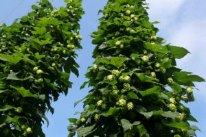 Trellised hop bines.