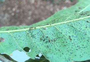 Oak lace bug adults, nymphs, and eggs on the underside of an oak leaf. Photo: SD Frank