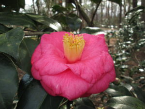 Cover photo for Camellias in January