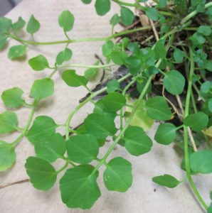 Cover photo for Hairy Bittercress Locked and Loaded