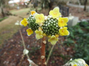 Cover photo for Edgeworthia Brightens the Winter Landscape