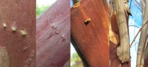 Cover photo for Epicormic Buds on Crapemyrtle