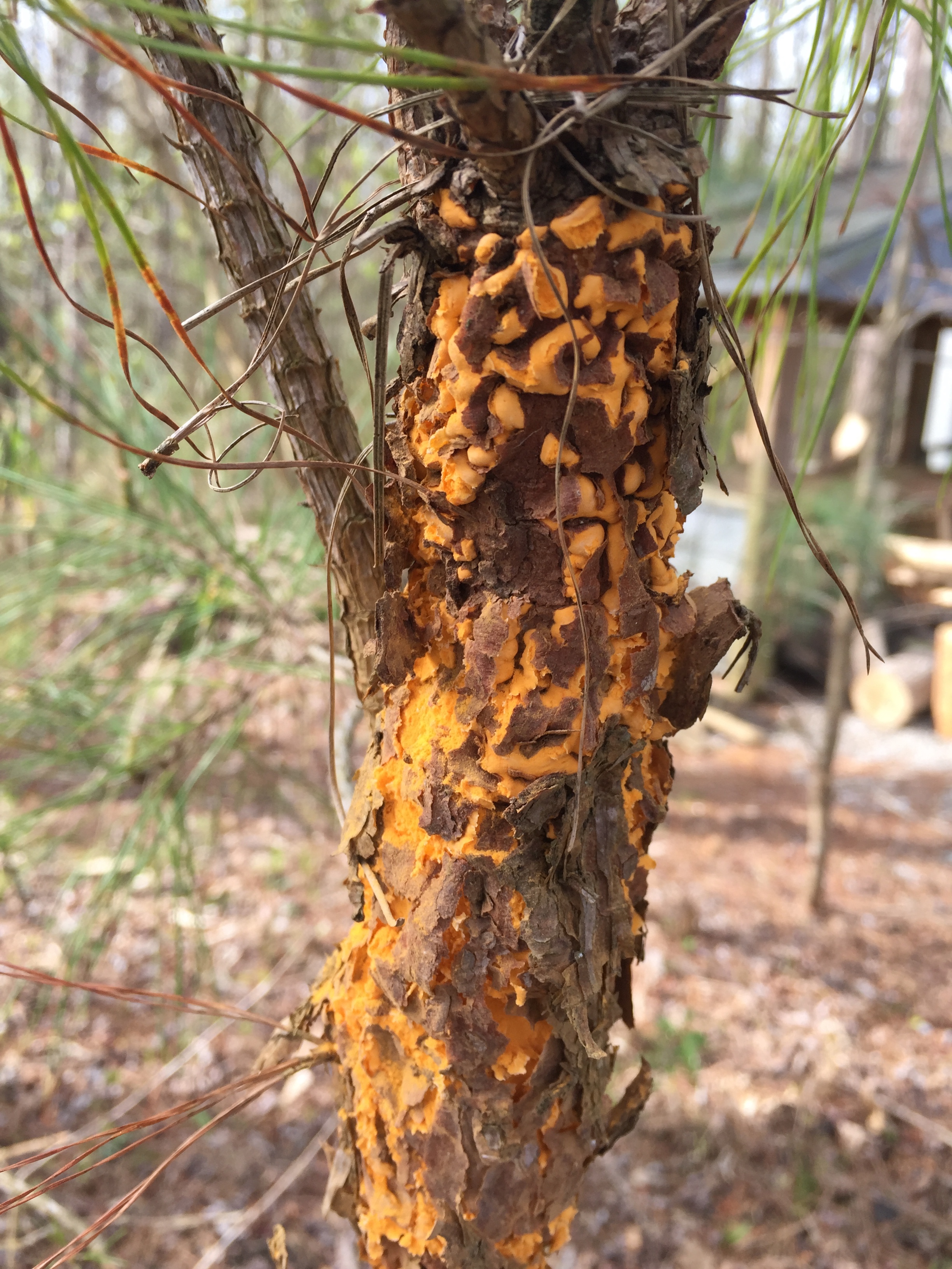 Time to Watch for Fusiform Rust | North Carolina Cooperative Extension