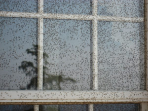 Hundreds of midges resting on the window of a home