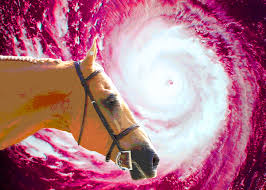 Cover photo for Horses & Hurricanes