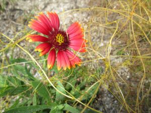 Cover photo for Dodder