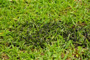 Cover photo for Slime Mold? No Problem!