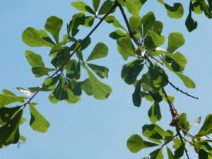 Cover photo for Water Oak