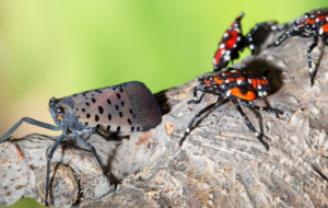 Cover photo for Any Plans to Travel? Don't Bring Back the Spotted Lanternfly