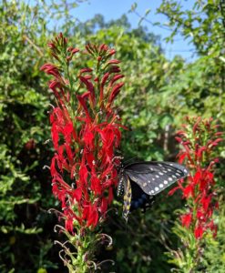 The black swallowtails were all over the cardinal flower in the pollinator garden!