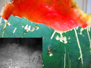 Cover photo for Animal Damage to Watermelons