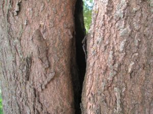 Cover photo for Storm Damaged Trees