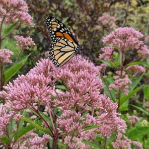 Monarch on joe-pye weed in mid-July.