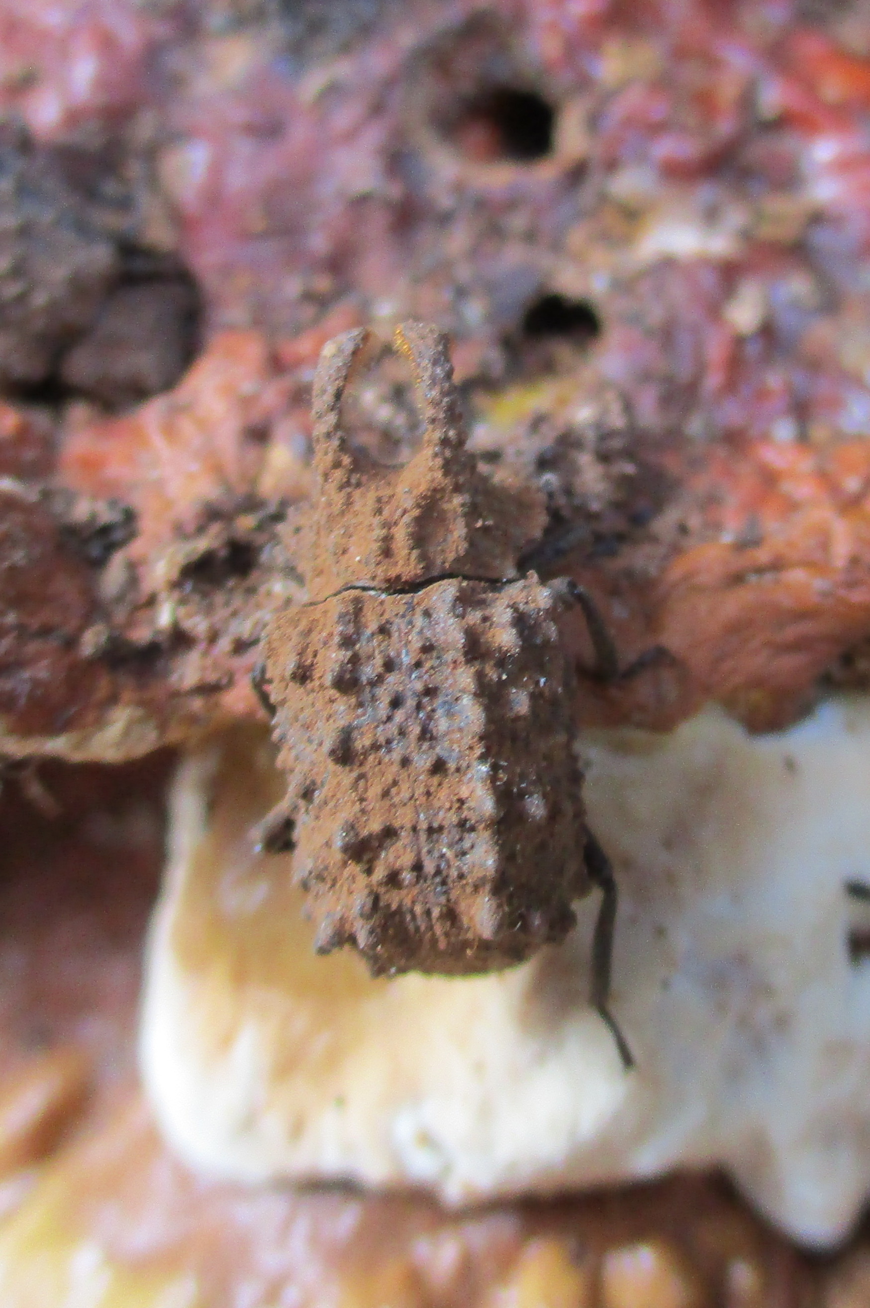 male horned fungus beetle
