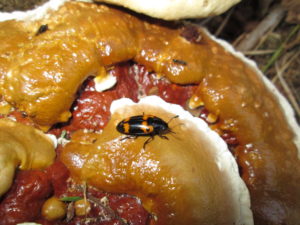 Cover photo for Insects and Fungal Fruiting Structures