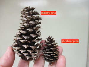 Cover photo for Loblolly Pine or Shortleaf Pine?