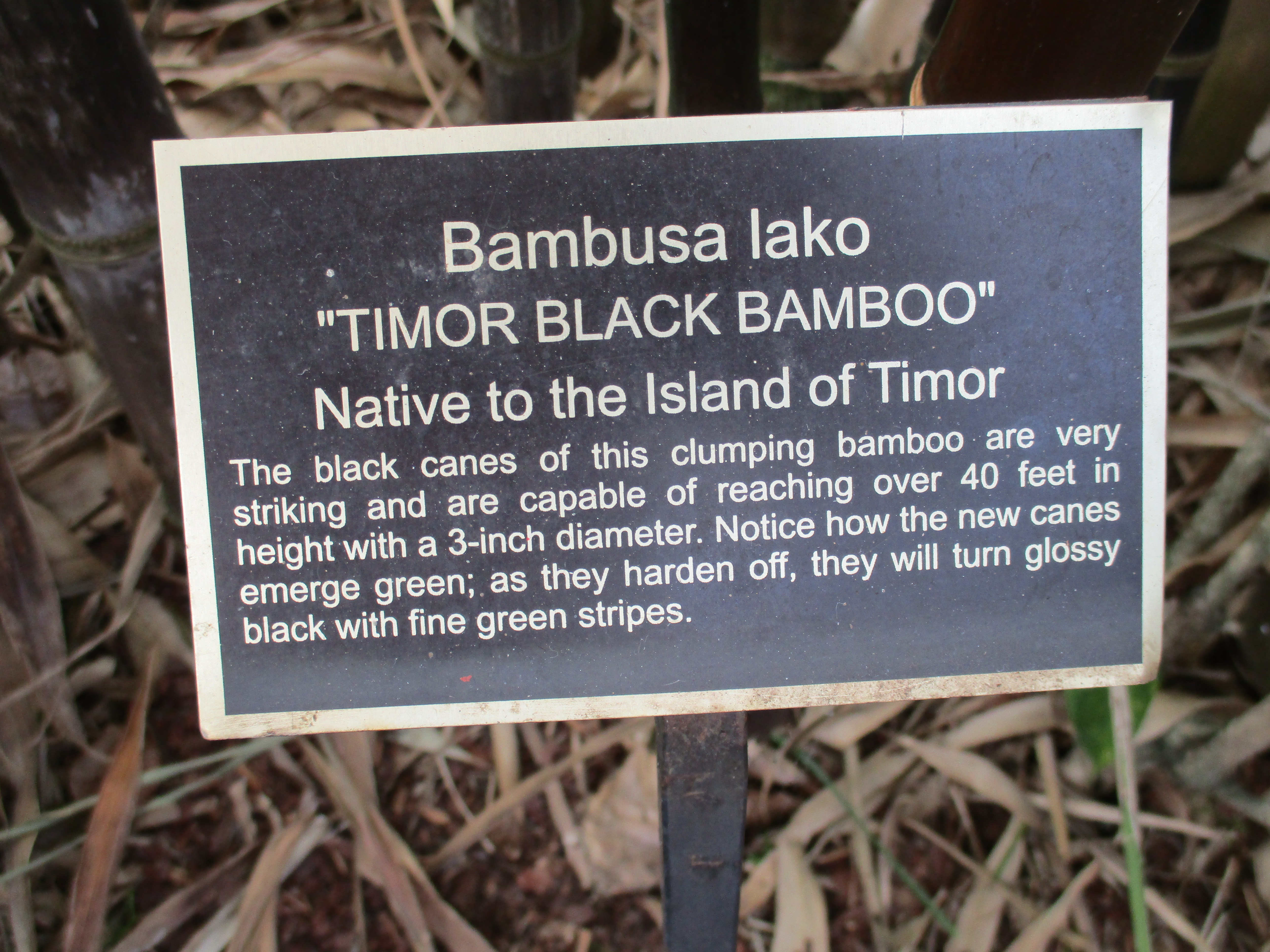 Bambusa lako sign