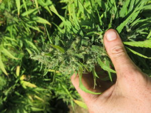 hemp flower in hand