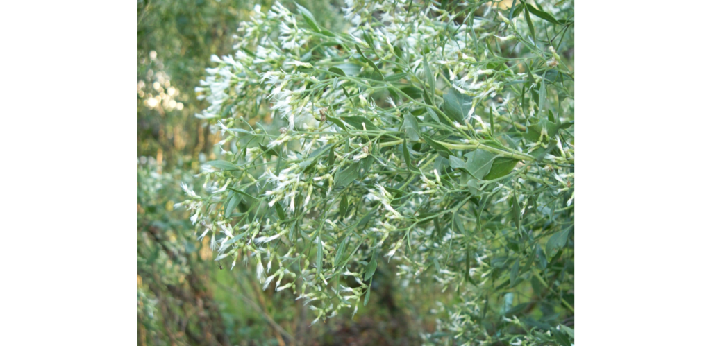 Groundsel Bush