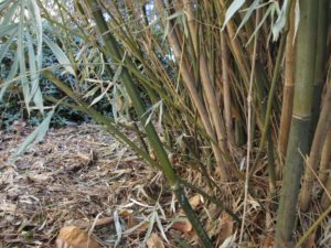 Cover photo for Clumping Bamboos