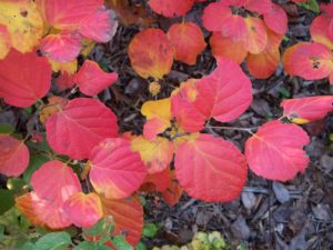 Dwarf Fothergilla