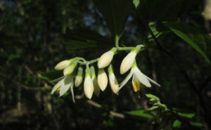 American Snowbell