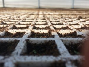 Cover photo for From the Field - Agronomy Notes: Vol. 4, Num. 1