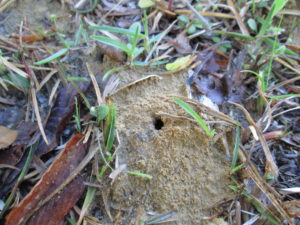 Cover photo for Ground-Nesting Bees in Turf