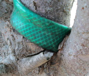 Cover photo for Staking Newly Planted Trees