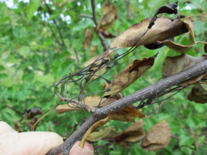 Cover photo for When Fire Blight Is Cool