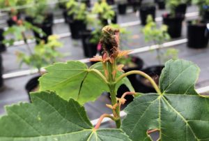 Red maple tip damaged by maple shoot borer. Photo: SD Frank