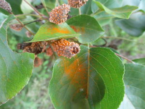 Cover photo for Rust on Callery Pear