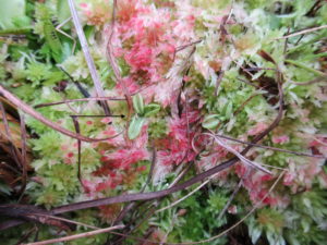 Cover photo for Dwarf Butterworts in the Croatan National Forest