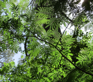 Cover photo for Mimosa Mess