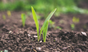 Cover photo for The Down and Dirty of Soil Fertility