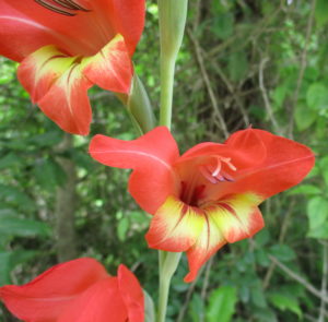 Cover photo for Naturalized Gladiolus in Craven County